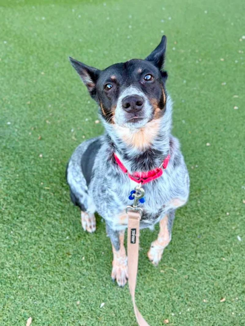 Enlarge Pilot, a Adoptable Australian Cattle Dog / Blue Heeler in Fruit Heights, UT image 1/4