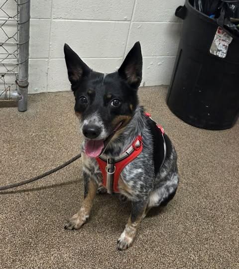 Enlarge Pilot, a Adoptable Australian Cattle Dog / Blue Heeler in Fruit Heights, UT image 2/4