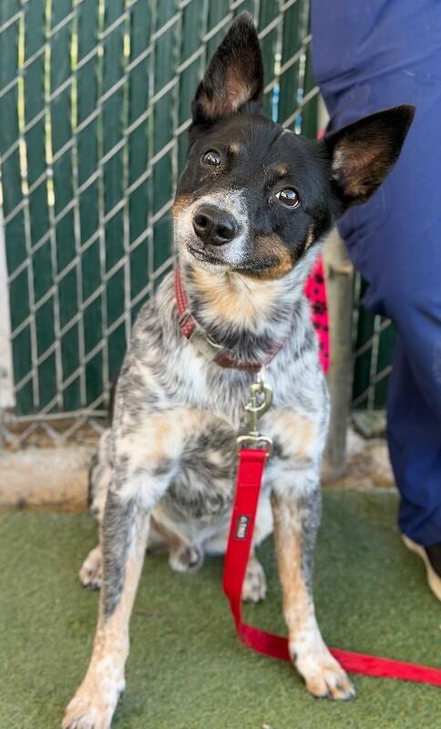 Enlarge Pilot, a Adoptable Australian Cattle Dog / Blue Heeler in Fruit Heights, UT image 3/4