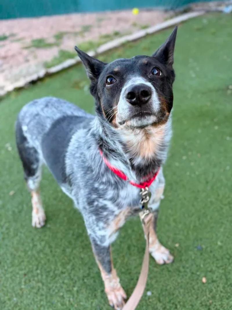Enlarge Pilot, a Adoptable Australian Cattle Dog / Blue Heeler in Fruit Heights, UT image 4/4