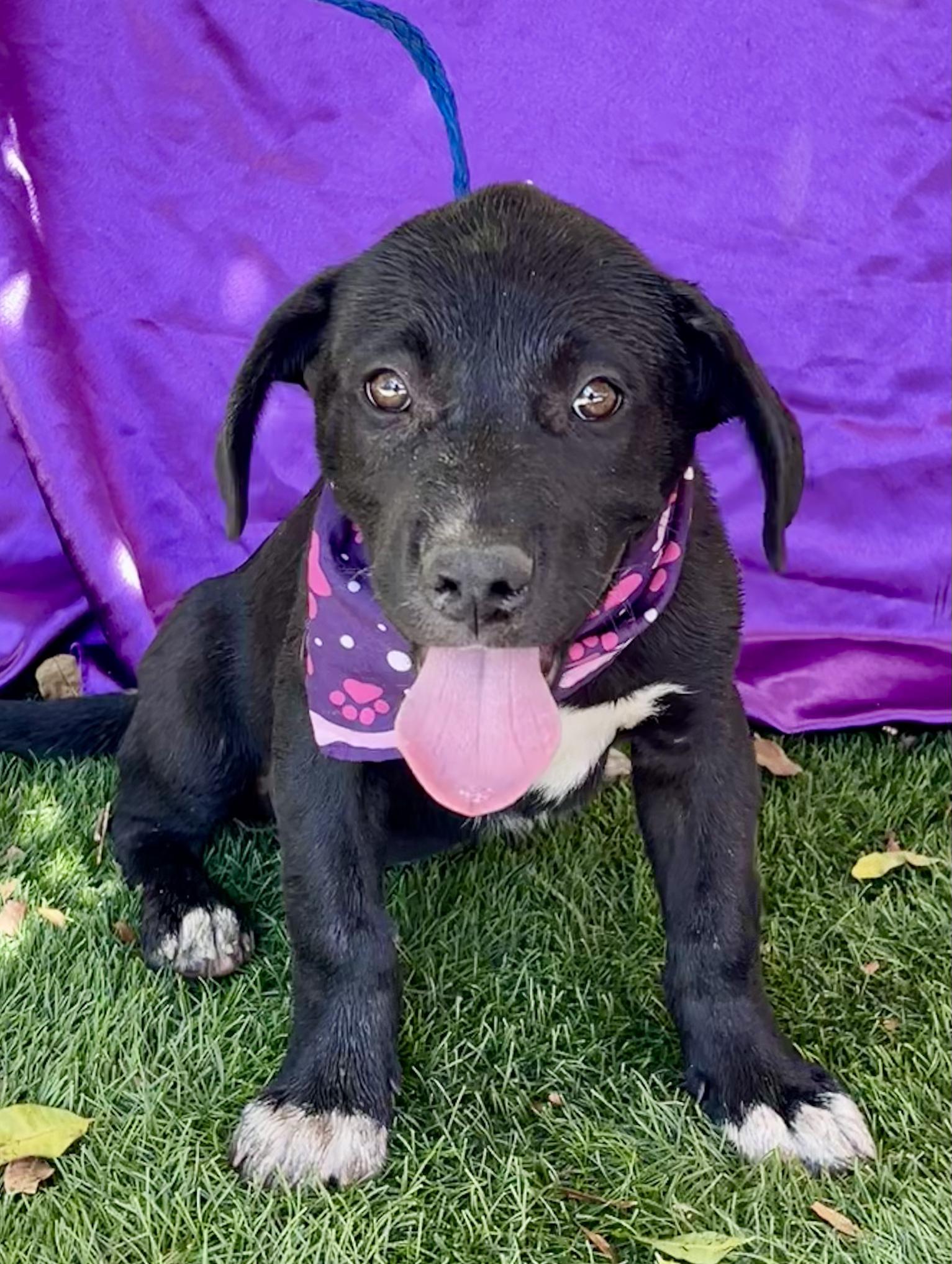 Enlarge COCOA, a ADOPTABLE mixed breed in Rowland Heights, CA image 3/5
