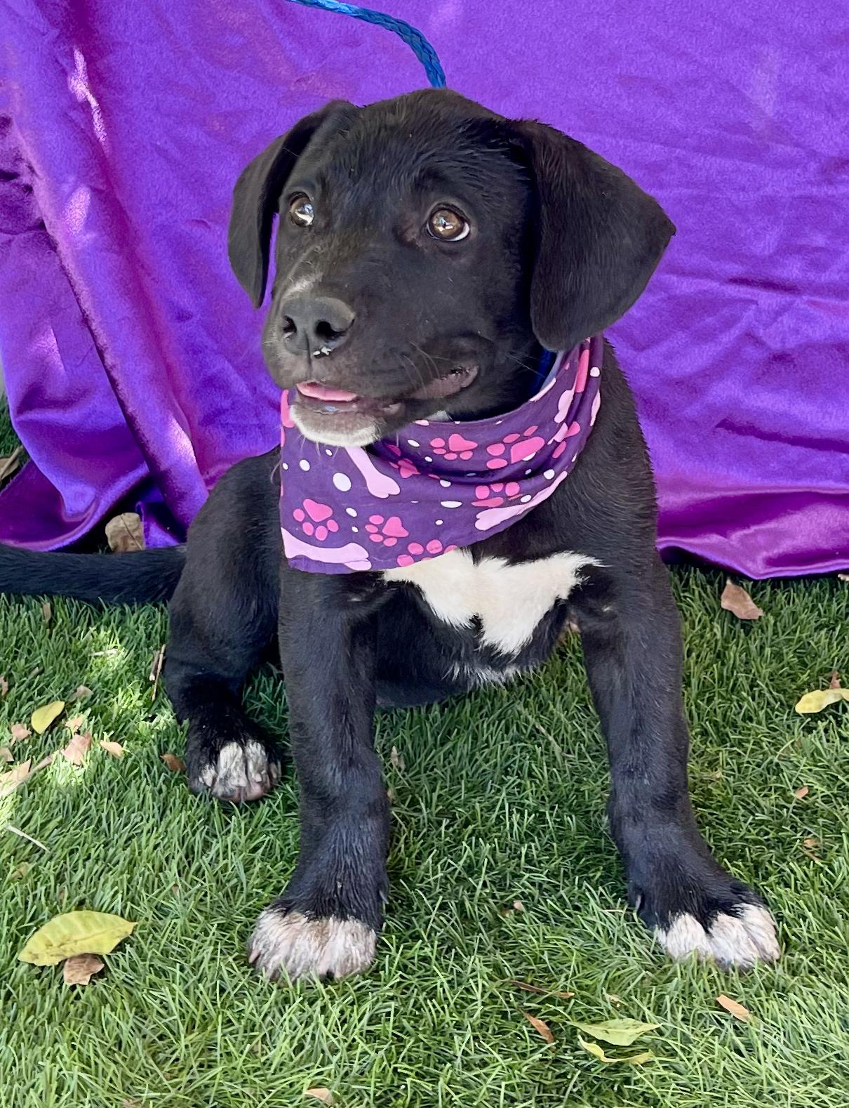 Enlarge COCOA, a ADOPTABLE mixed breed in Rowland Heights, CA image 2/5