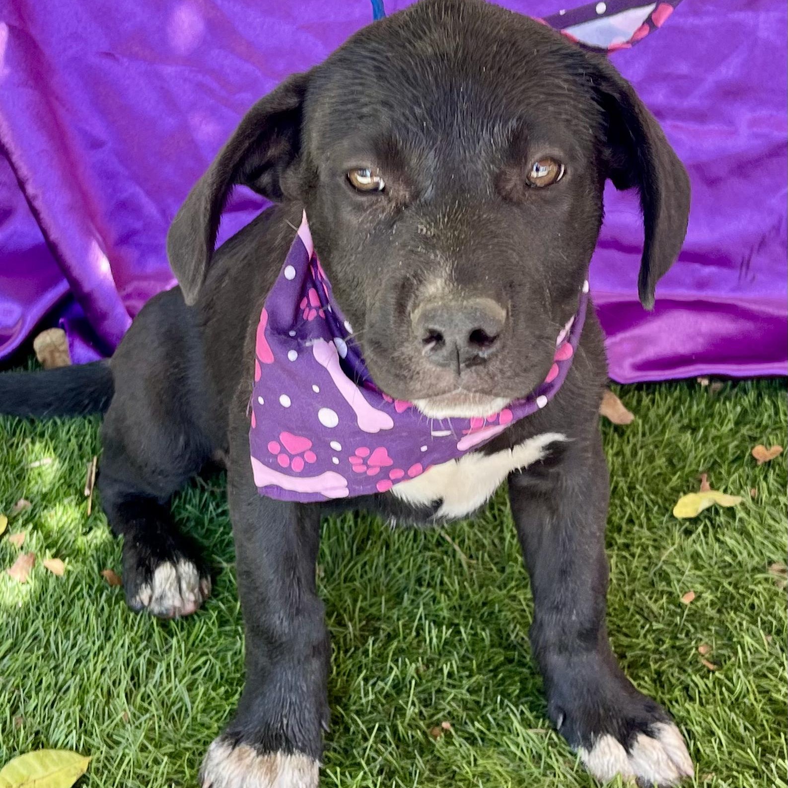 Enlarge COCOA, a ADOPTABLE mixed breed in Rowland Heights, CA image 1/5