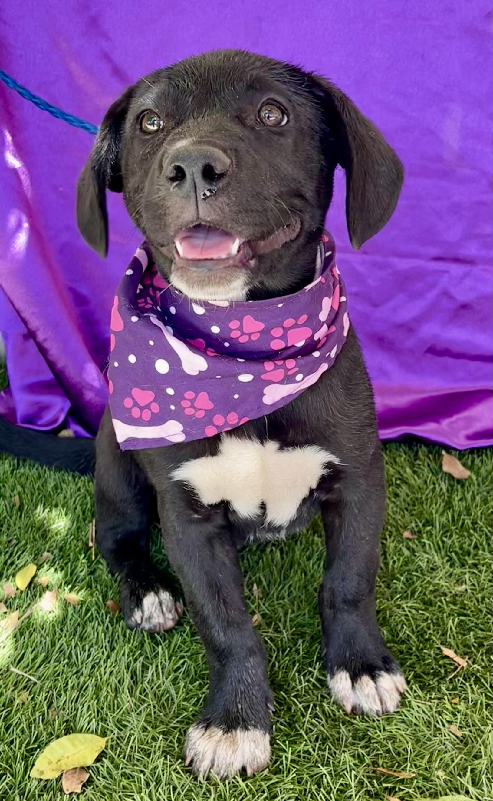 Enlarge COCOA, a ADOPTABLE mixed breed in Rowland Heights, CA image 5/5