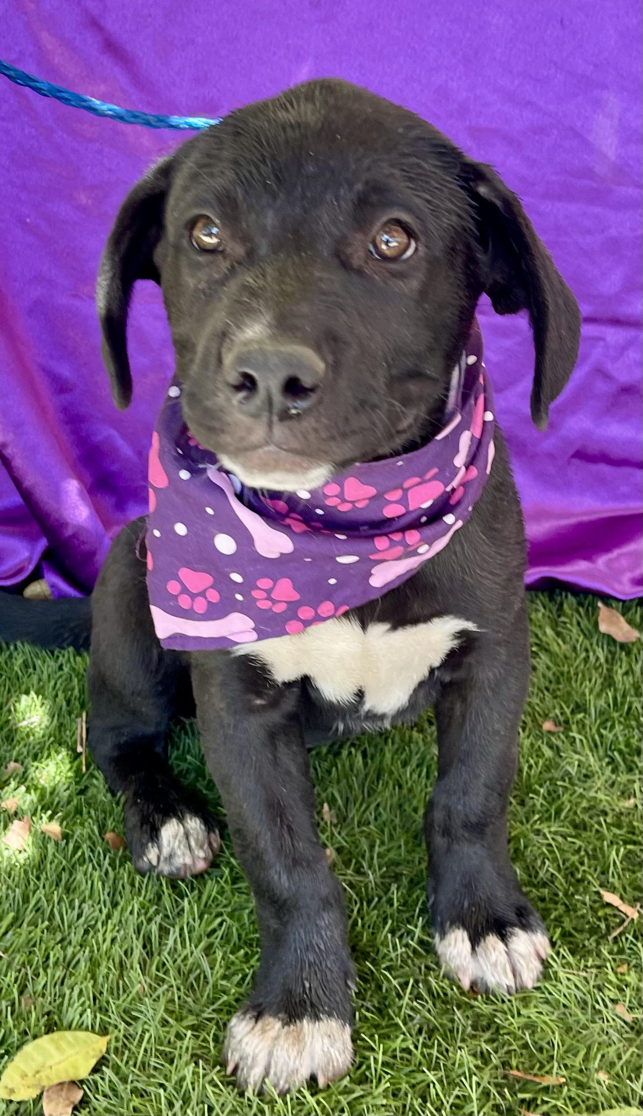 Enlarge COCOA, a ADOPTABLE mixed breed in Rowland Heights, CA image 4/5