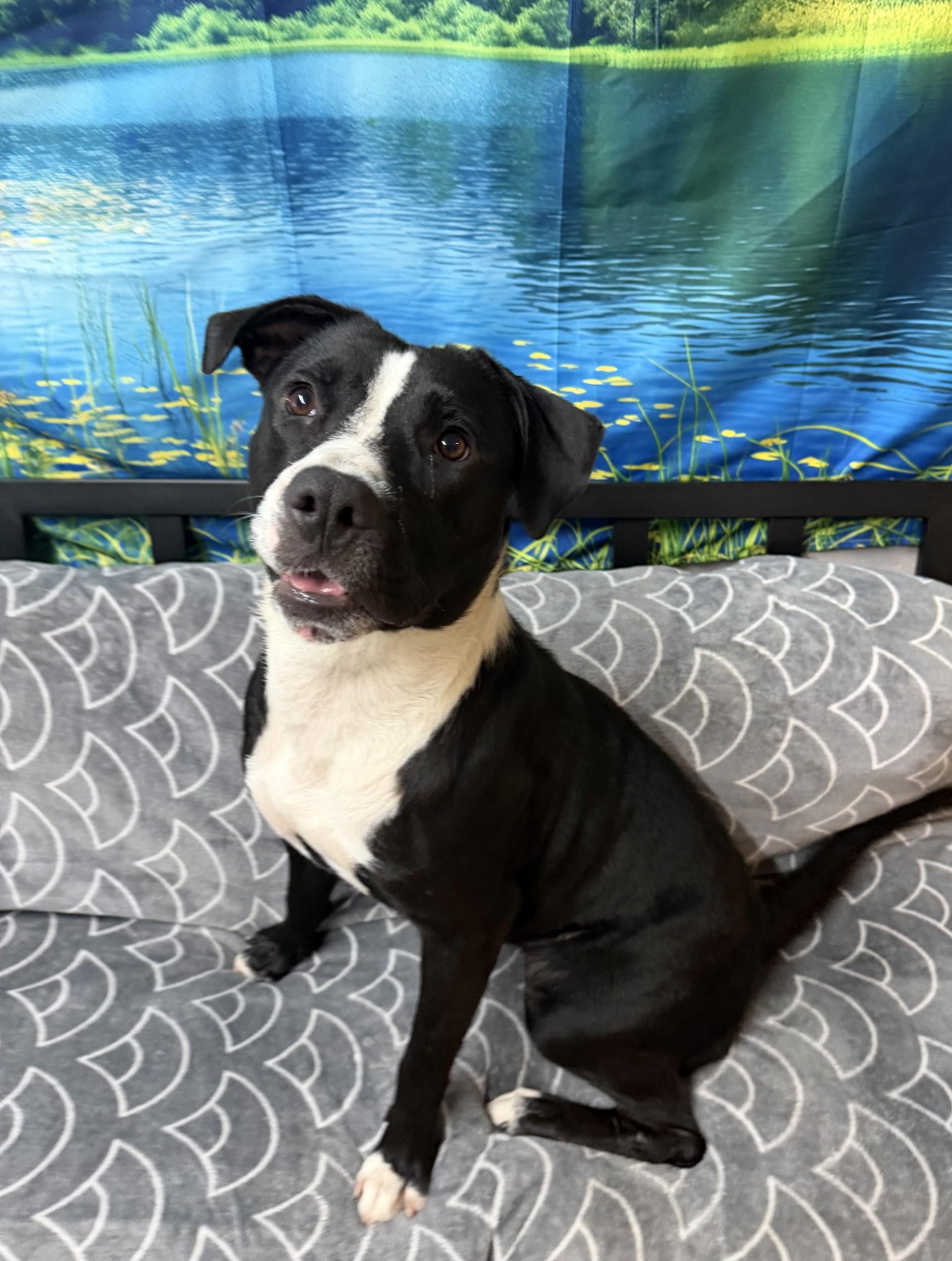 June Bug, ADOPTABLE, Adult Female Labrador Retriever & American Staffordshire Terrier.