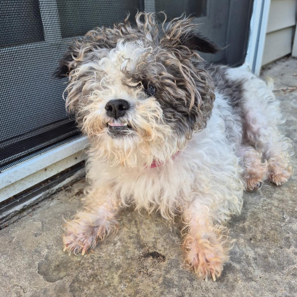 Poppy *BLIND* AVAILABLE NOW, a Adoptable Poodle (Toy) in Loves Park, IL image 1/3
