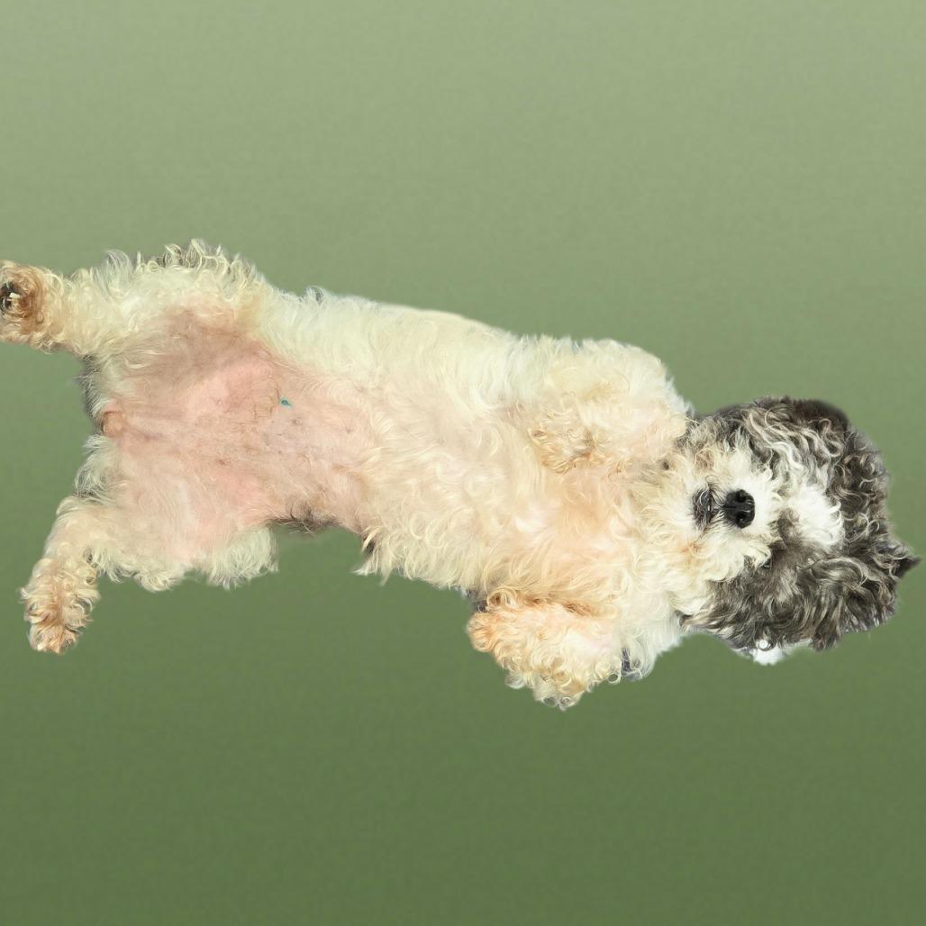 Poppy, Adoptable, Adult Female Poodle (Toy).