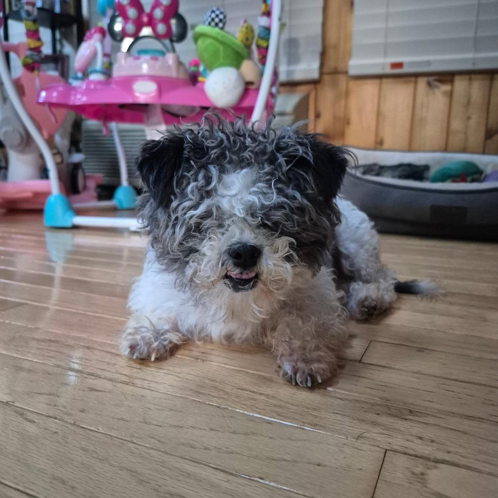 Poppy *BLIND* AVAILABLE NOW, a Adoptable Poodle (Toy) in Loves Park, IL image 3/3