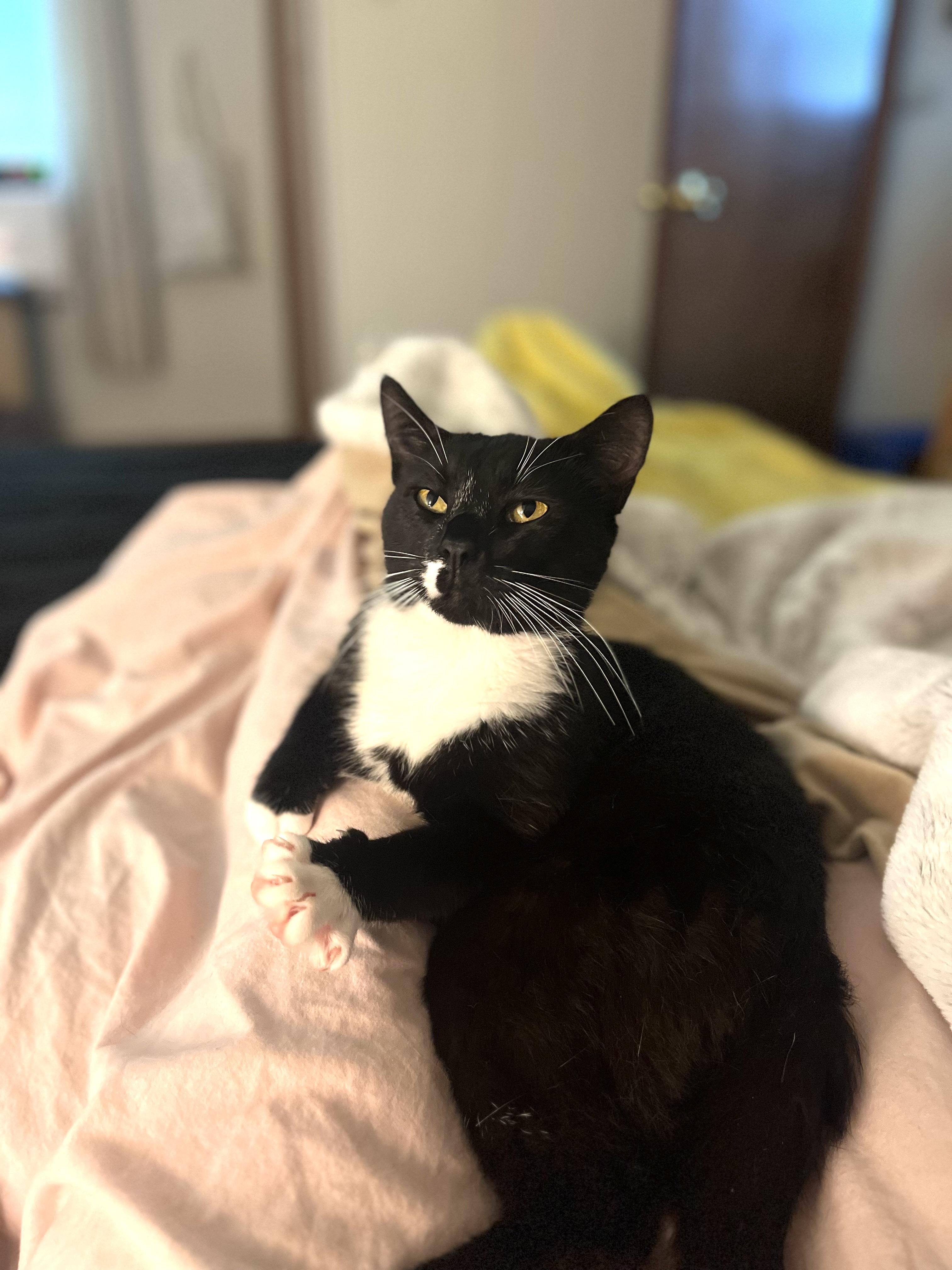 Enlarge Mark, a Adoptable Domestic Short Hair in Pittsburgh, PA image 3/5