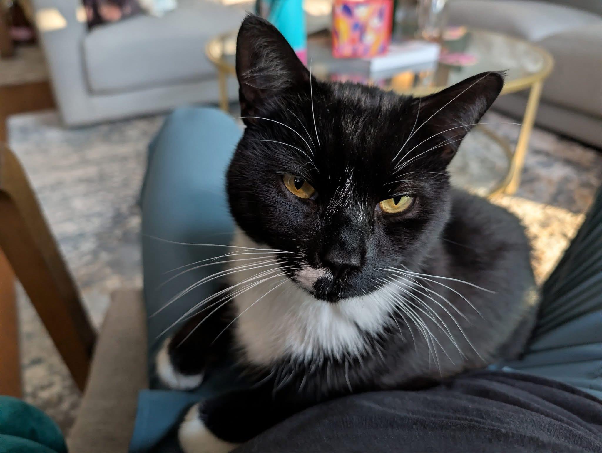 Enlarge Mark, a Adoptable Domestic Short Hair in Pittsburgh, PA image 5/5