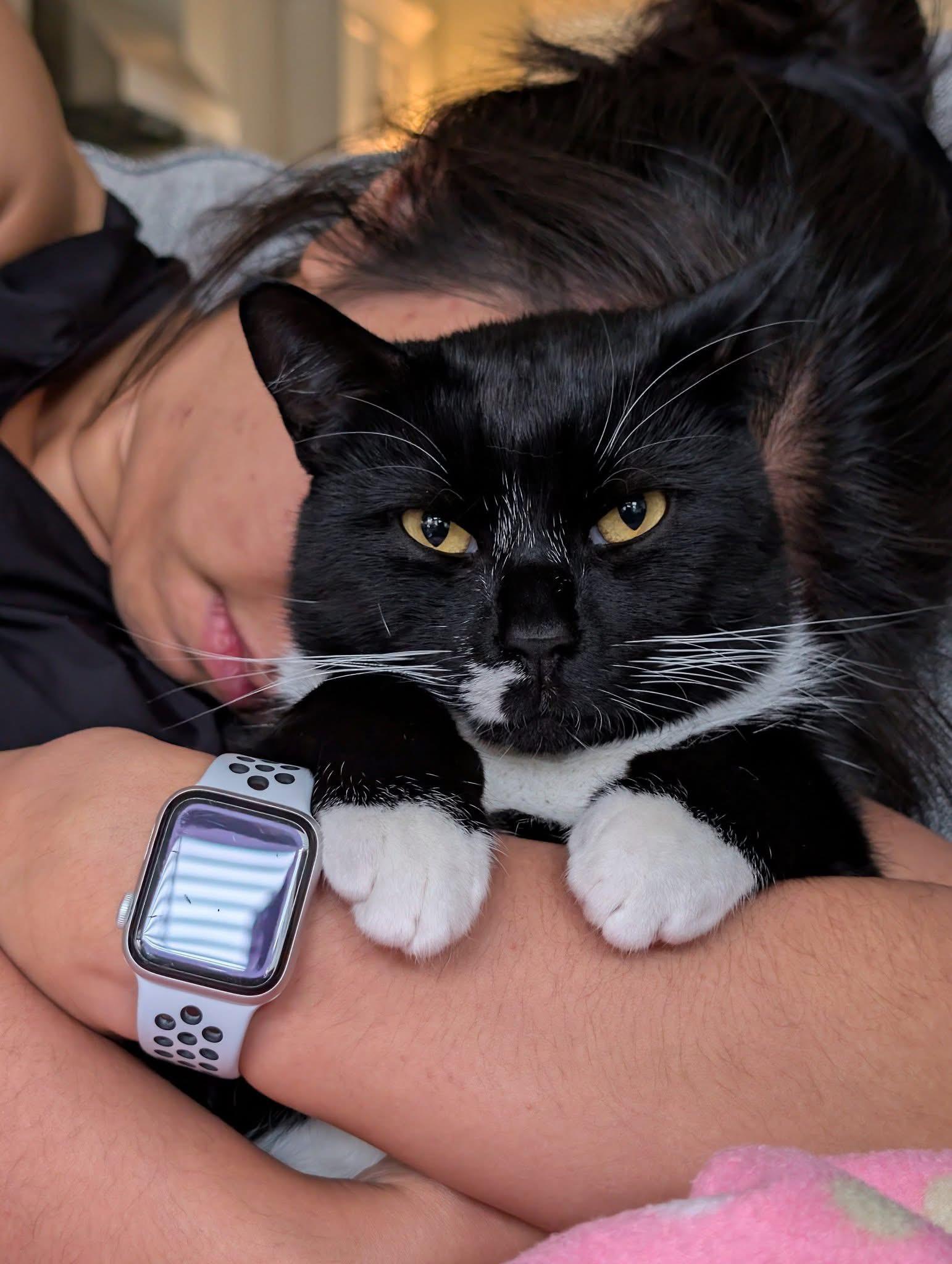 Mark, Adoptable, Adult Male Domestic Short Hair.