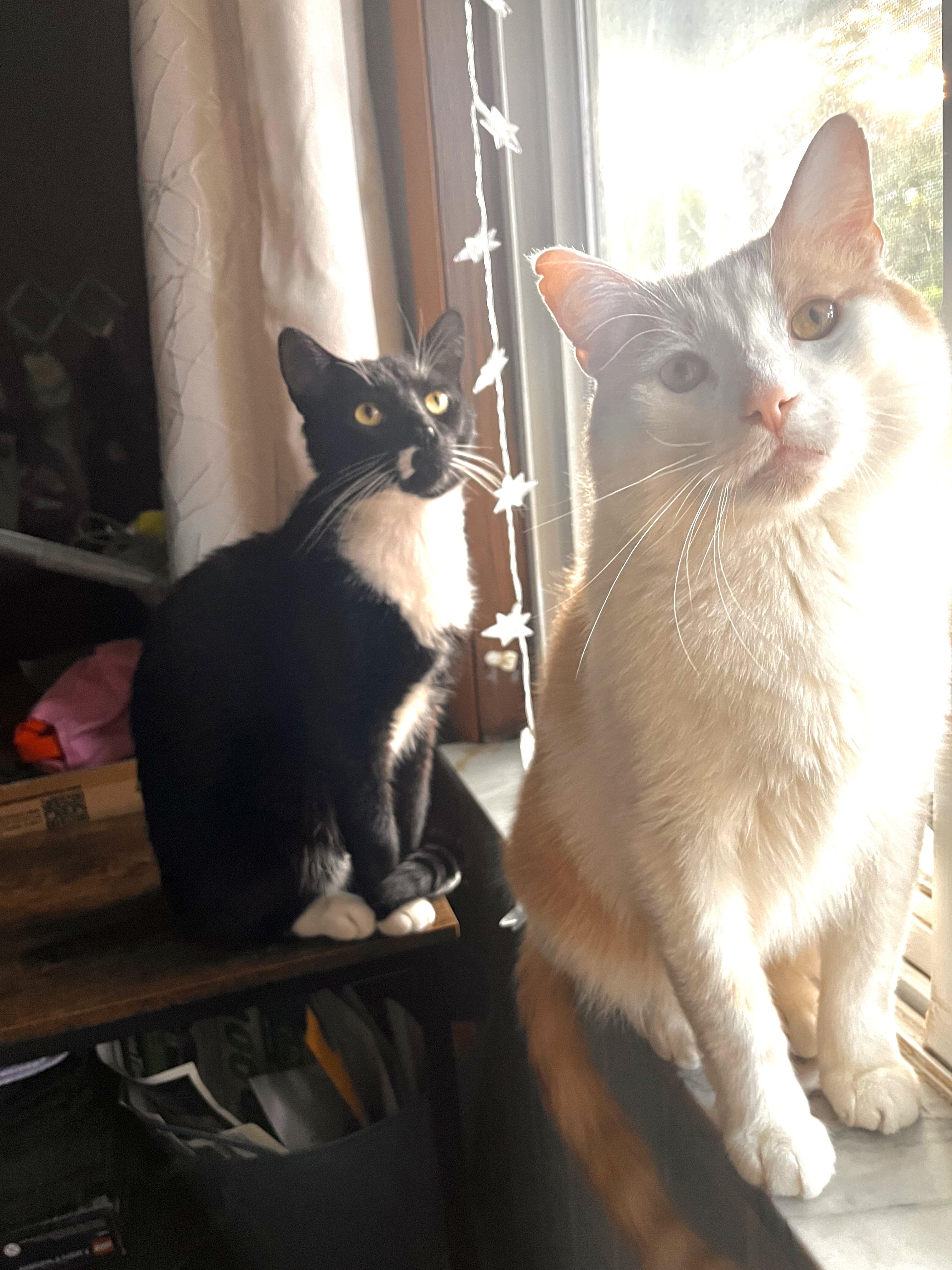 Enlarge Mark, a Adoptable Domestic Short Hair in Pittsburgh, PA image 4/5