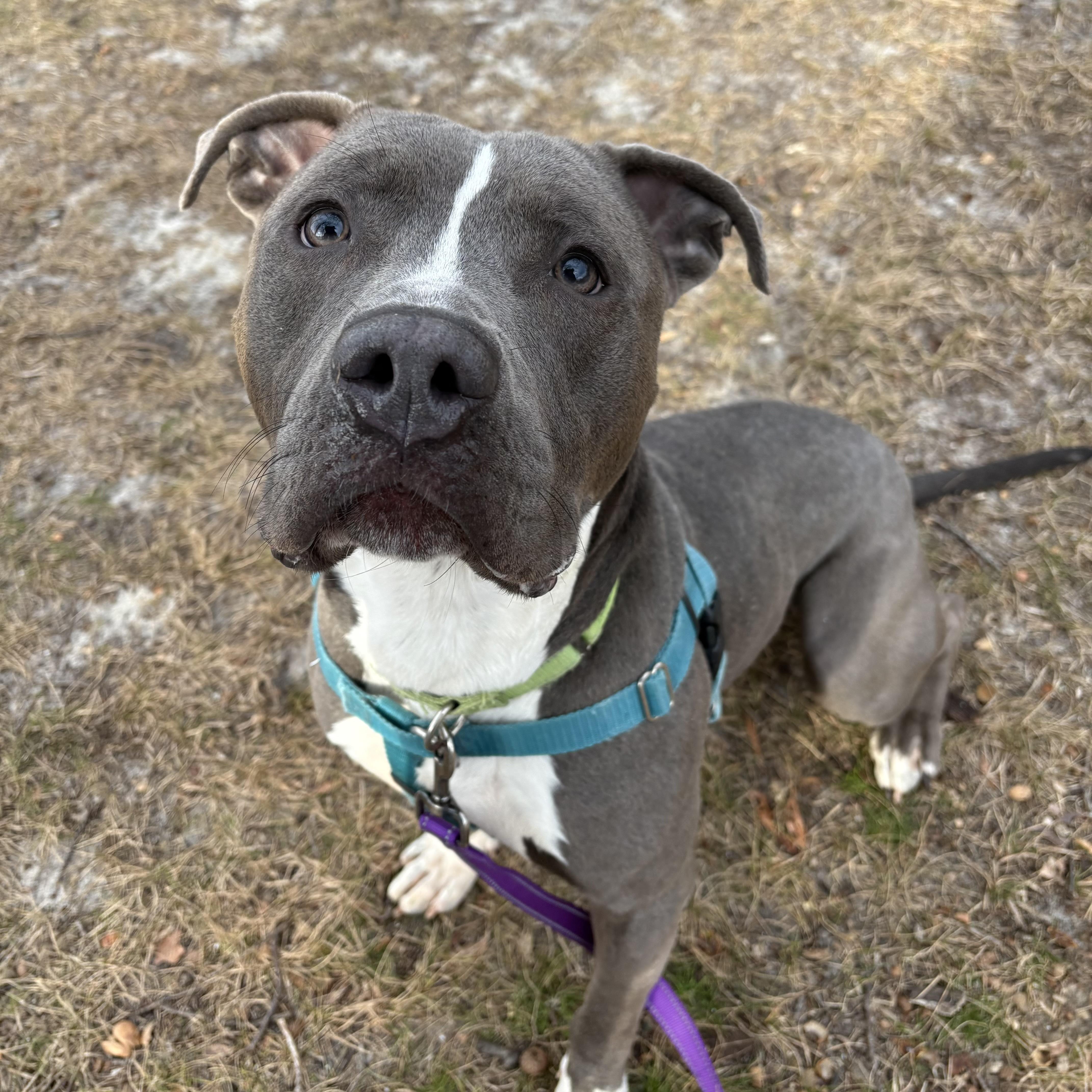 Enlarge Koala, a ADOPTABLE mixed breed in Eatontown, NJ image 2/6