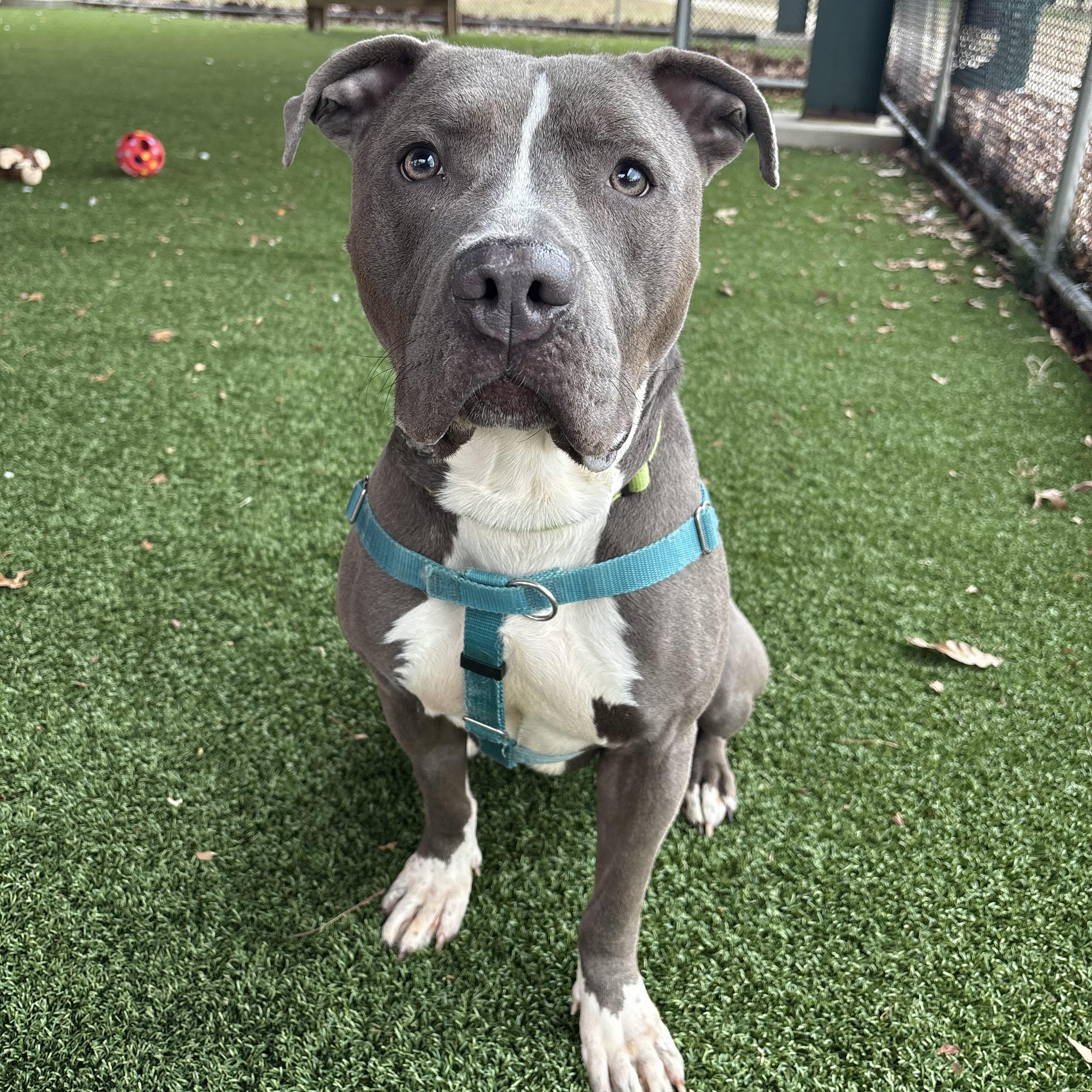 Enlarge Koala, a ADOPTABLE mixed breed in Eatontown, NJ image 1/6