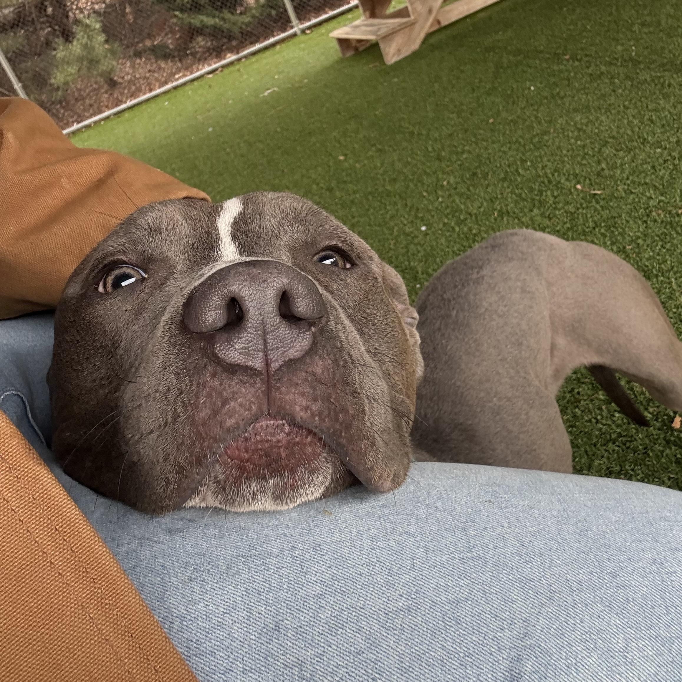 Enlarge Koala, a ADOPTABLE mixed breed in Eatontown, NJ image 4/6