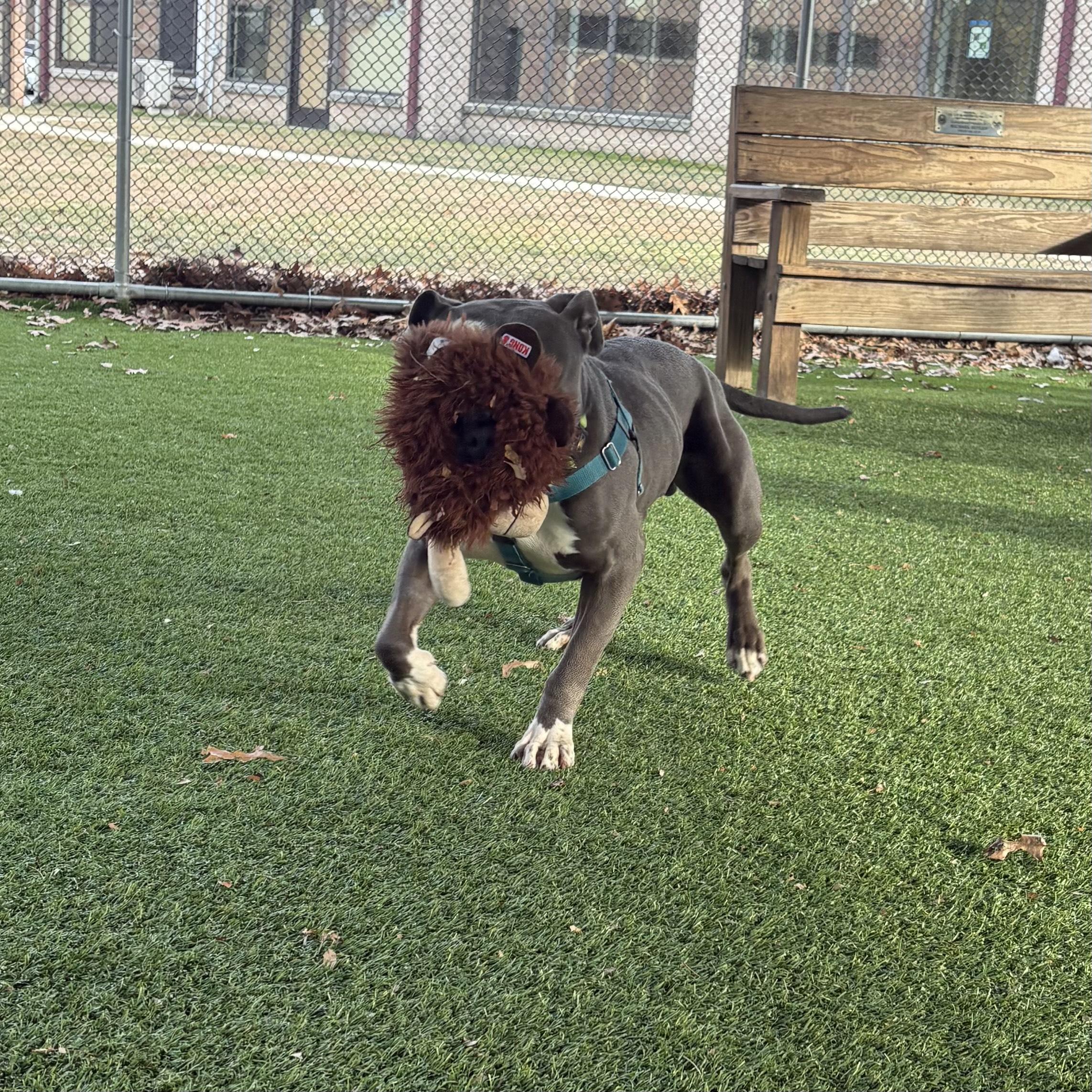 Enlarge Koala, a ADOPTABLE mixed breed in Eatontown, NJ image 6/6
