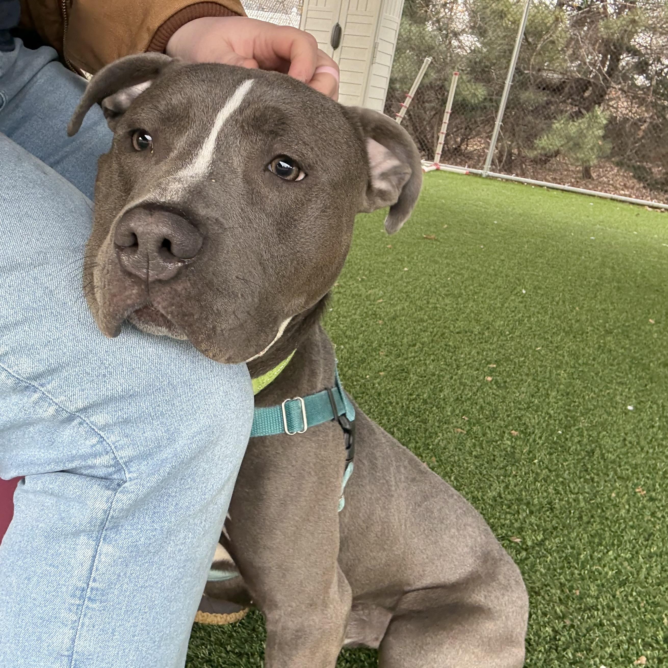 Enlarge Koala, a ADOPTABLE mixed breed in Eatontown, NJ image 5/6