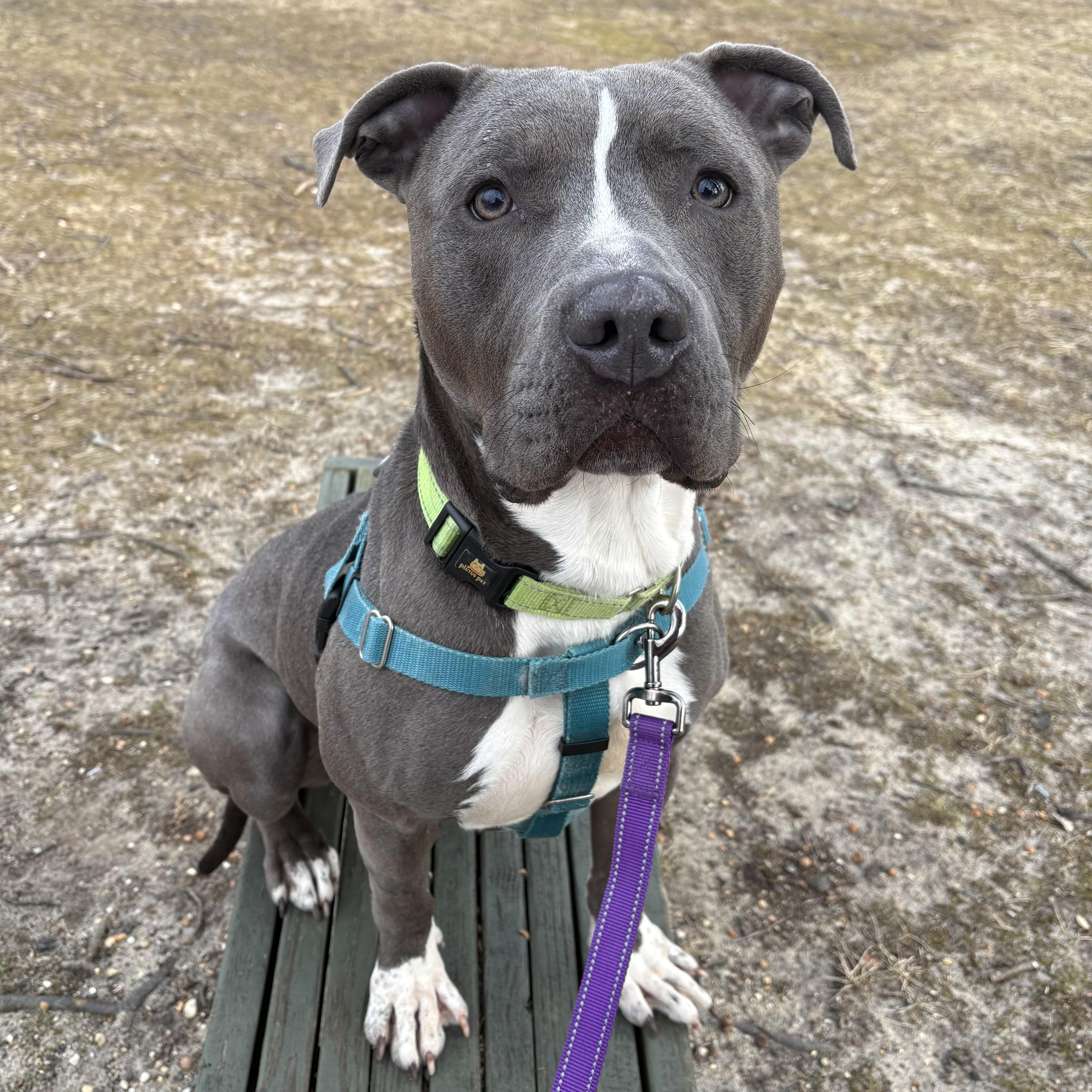 Enlarge Koala, a ADOPTABLE mixed breed in Eatontown, NJ image 3/6