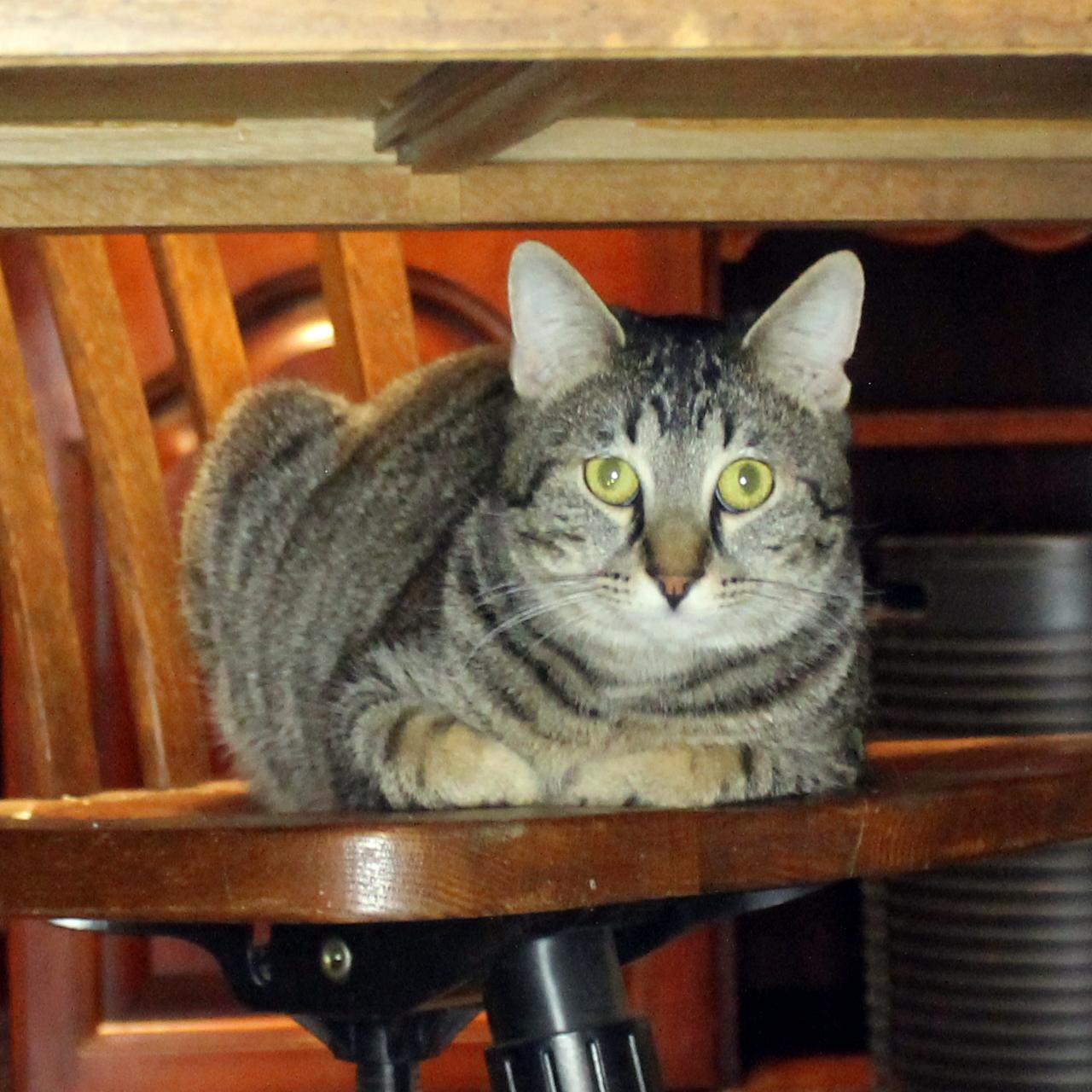 Enlarge Banksy, a Adoptable Domestic Short Hair in Guthrie, OK image 5/5