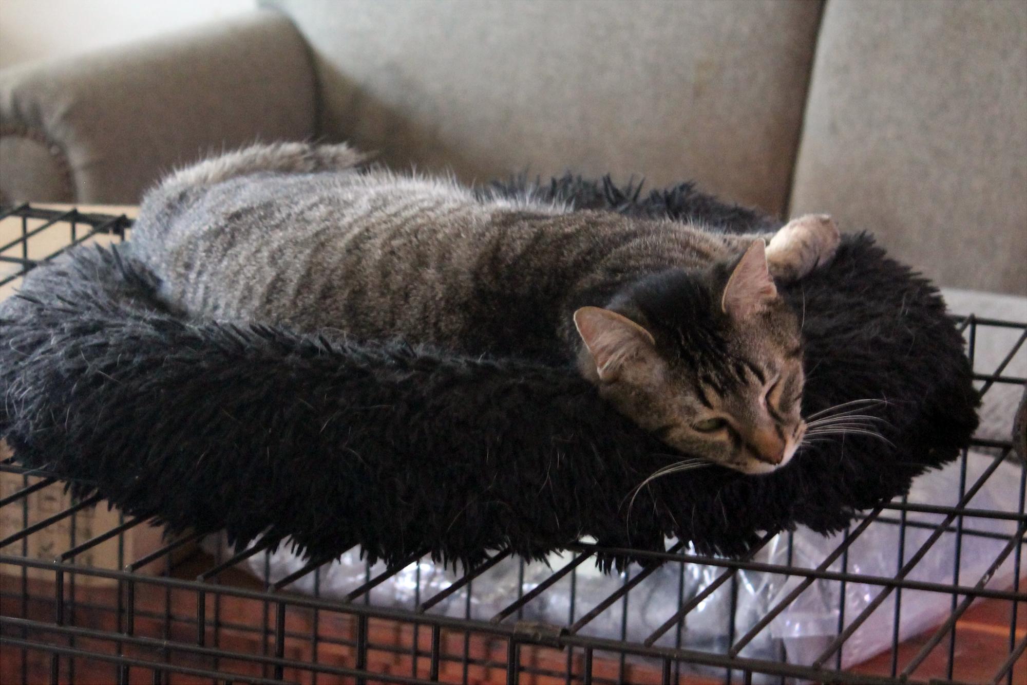 Enlarge Banksy, a Adoptable Domestic Short Hair in Guthrie, OK image 4/5