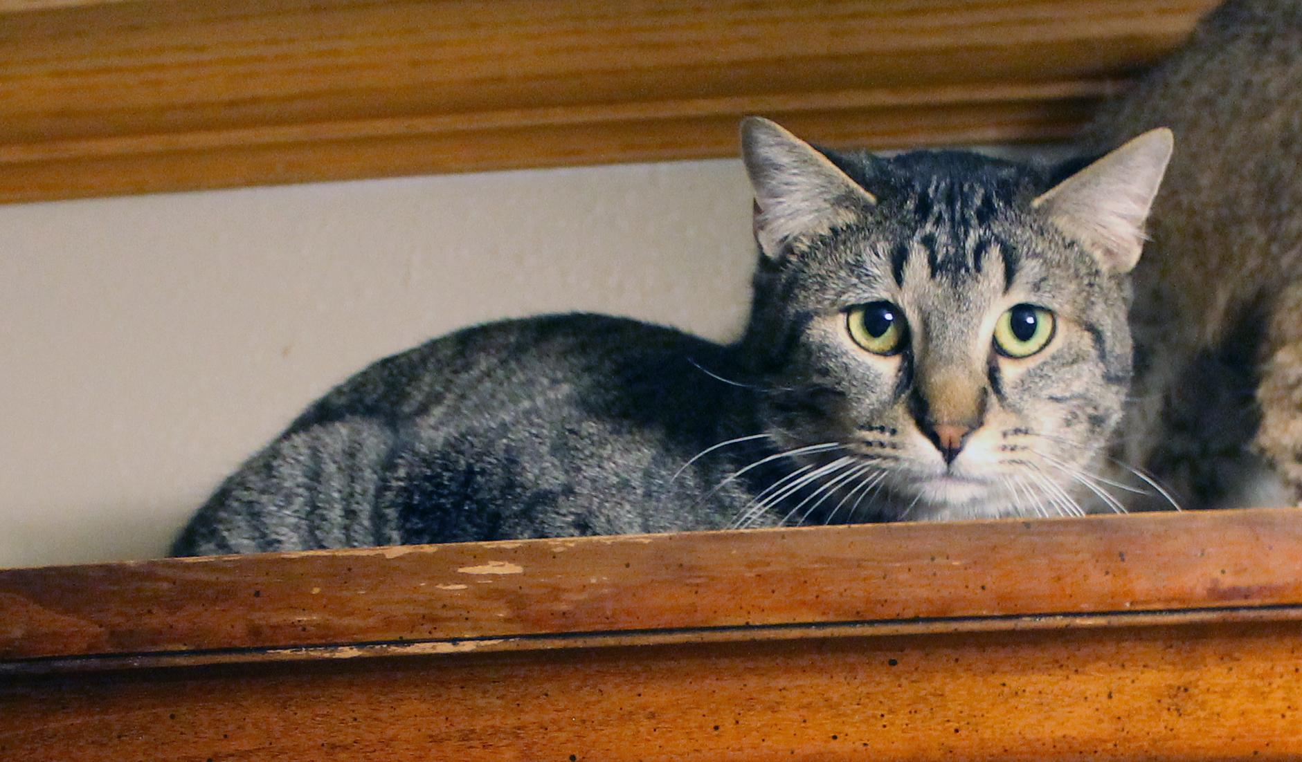 Enlarge Banksy, a Adoptable Domestic Short Hair in Guthrie, OK image 2/5