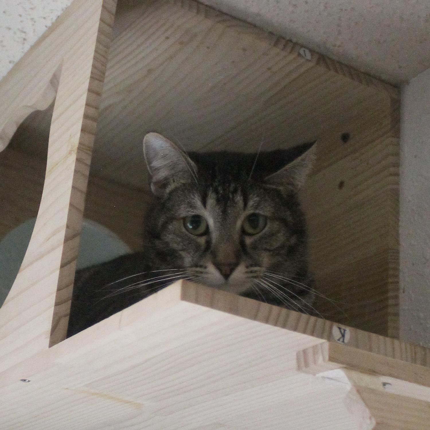 Enlarge Banksy, a Adoptable Domestic Short Hair in Guthrie, OK image 1/5
