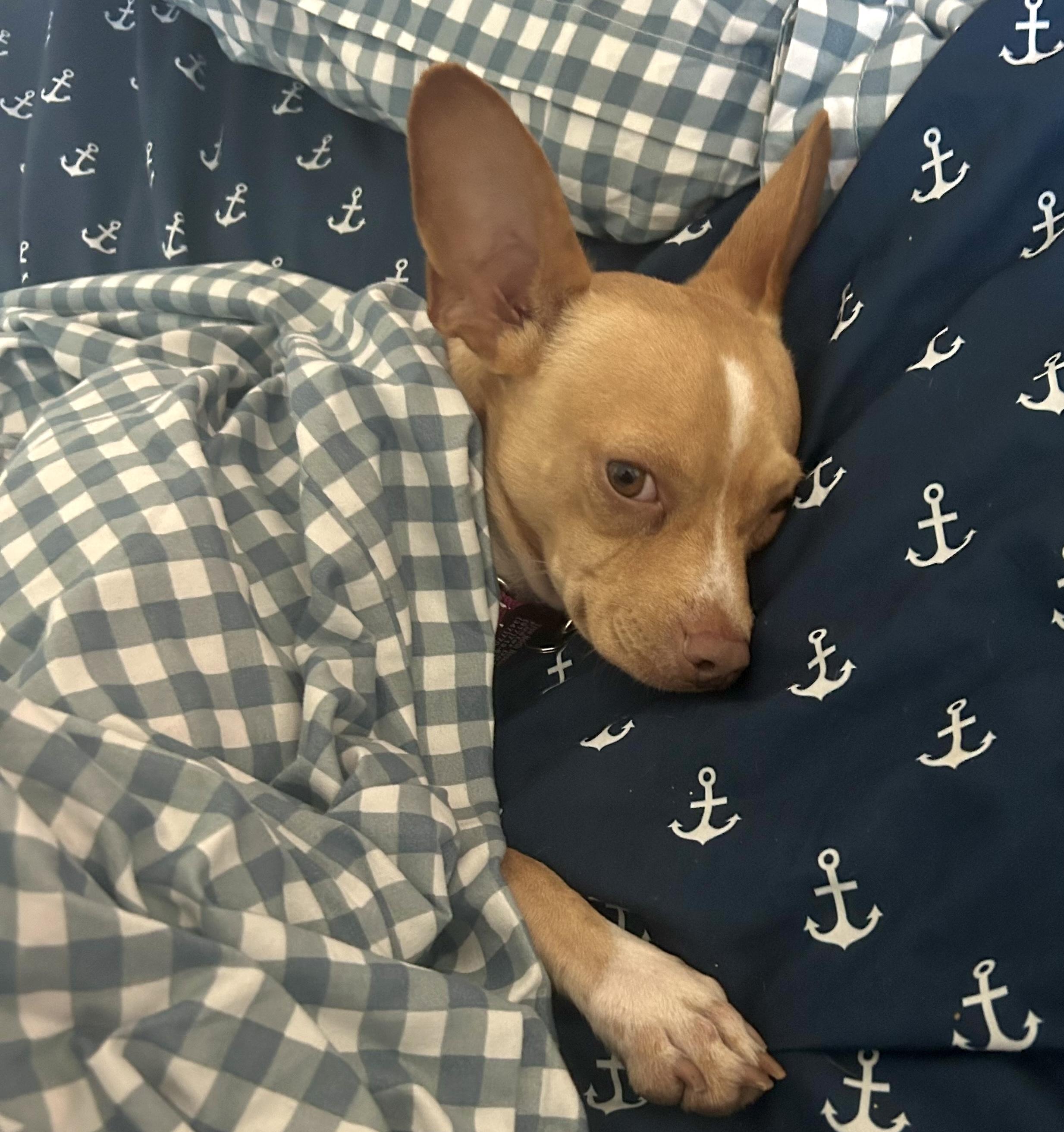 Enlarge Yoda, a ADOPTABLE mixed breed in Brooklyn, NY image 3/6