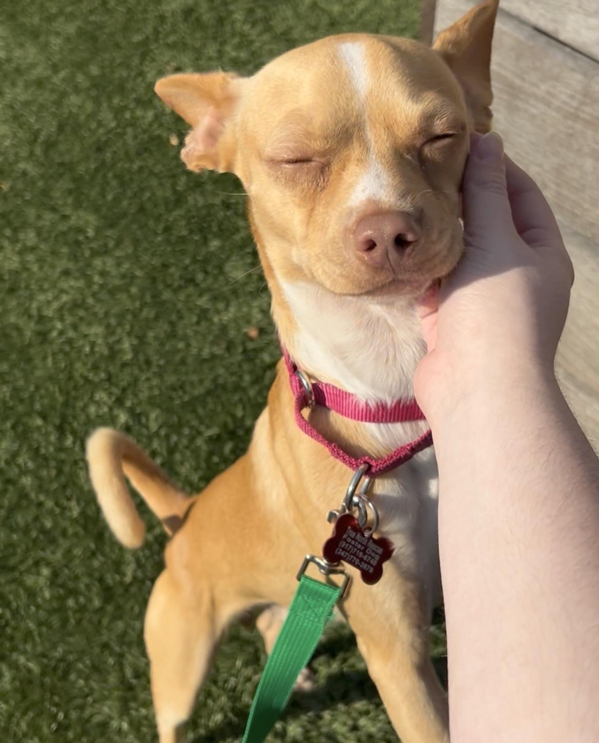 Enlarge Yoda, a ADOPTABLE mixed breed in Brooklyn, NY image 2/6