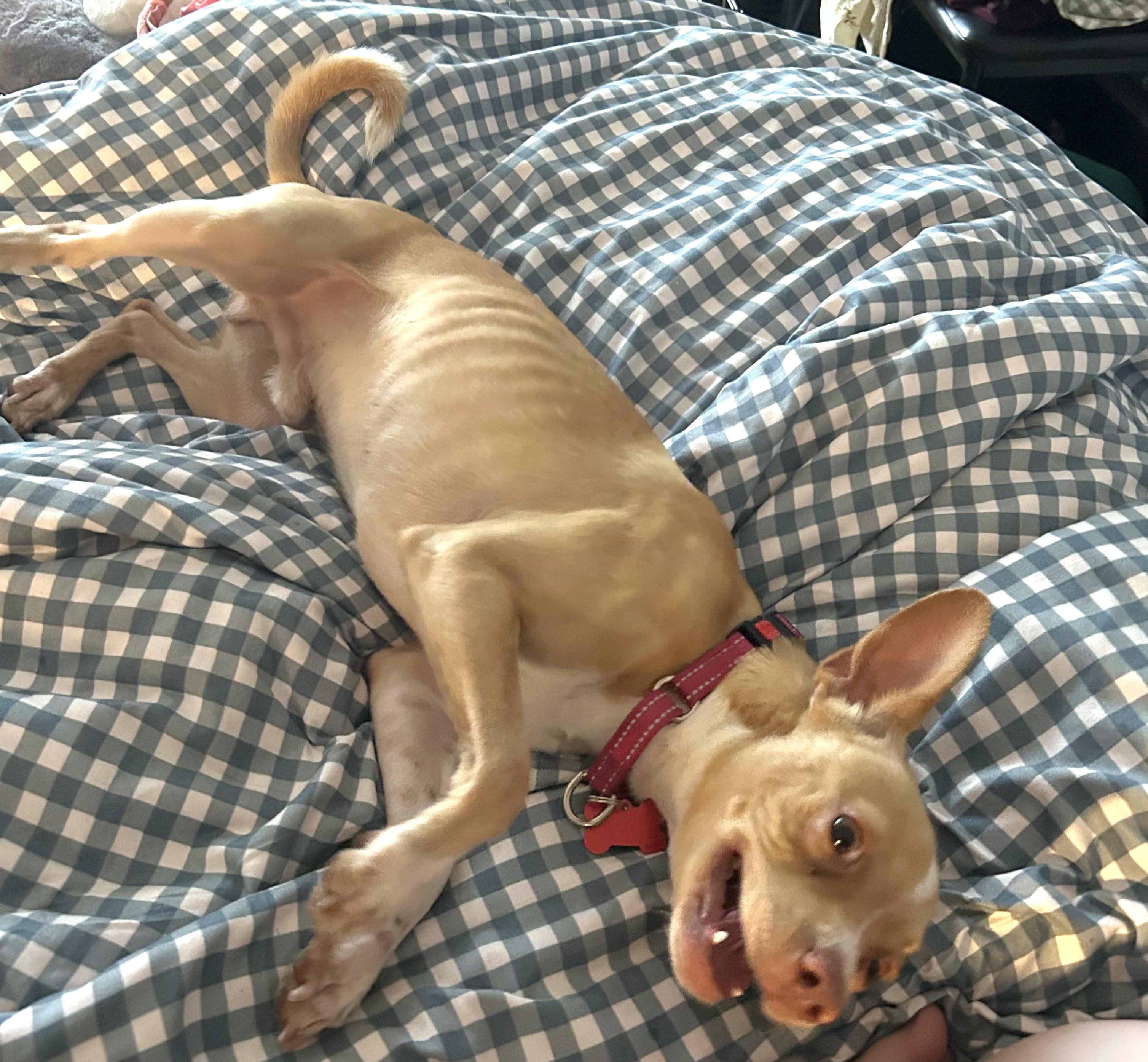 Enlarge Yoda, a ADOPTABLE mixed breed in Brooklyn, NY image 5/6