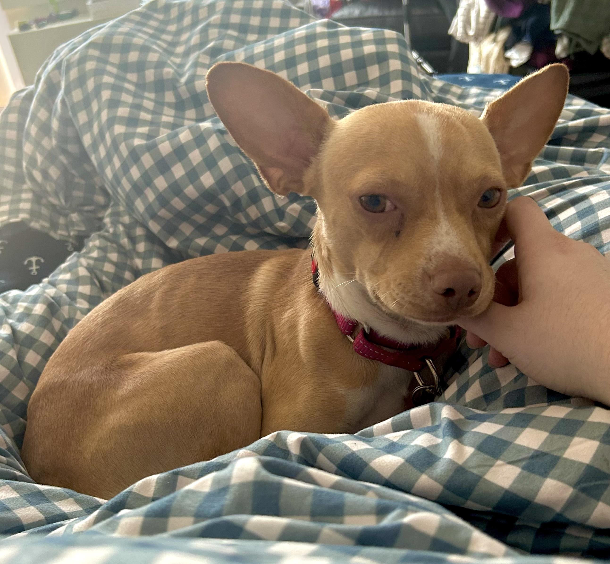 Enlarge Yoda, a ADOPTABLE mixed breed in Brooklyn, NY image 6/6