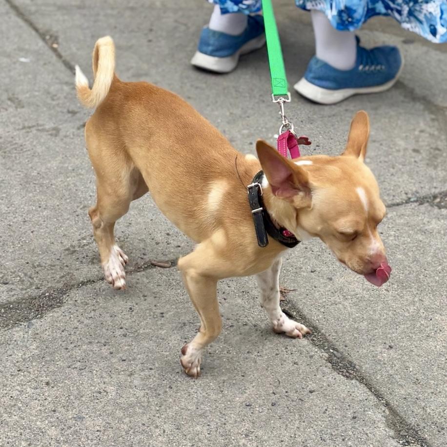 Enlarge Yoda, a ADOPTABLE mixed breed in Brooklyn, NY image 4/6