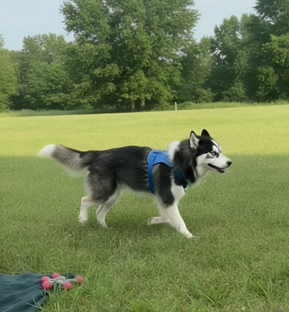 Enlarge Echo, a Adoptable mixed breed in Nashua, NH image 5/6