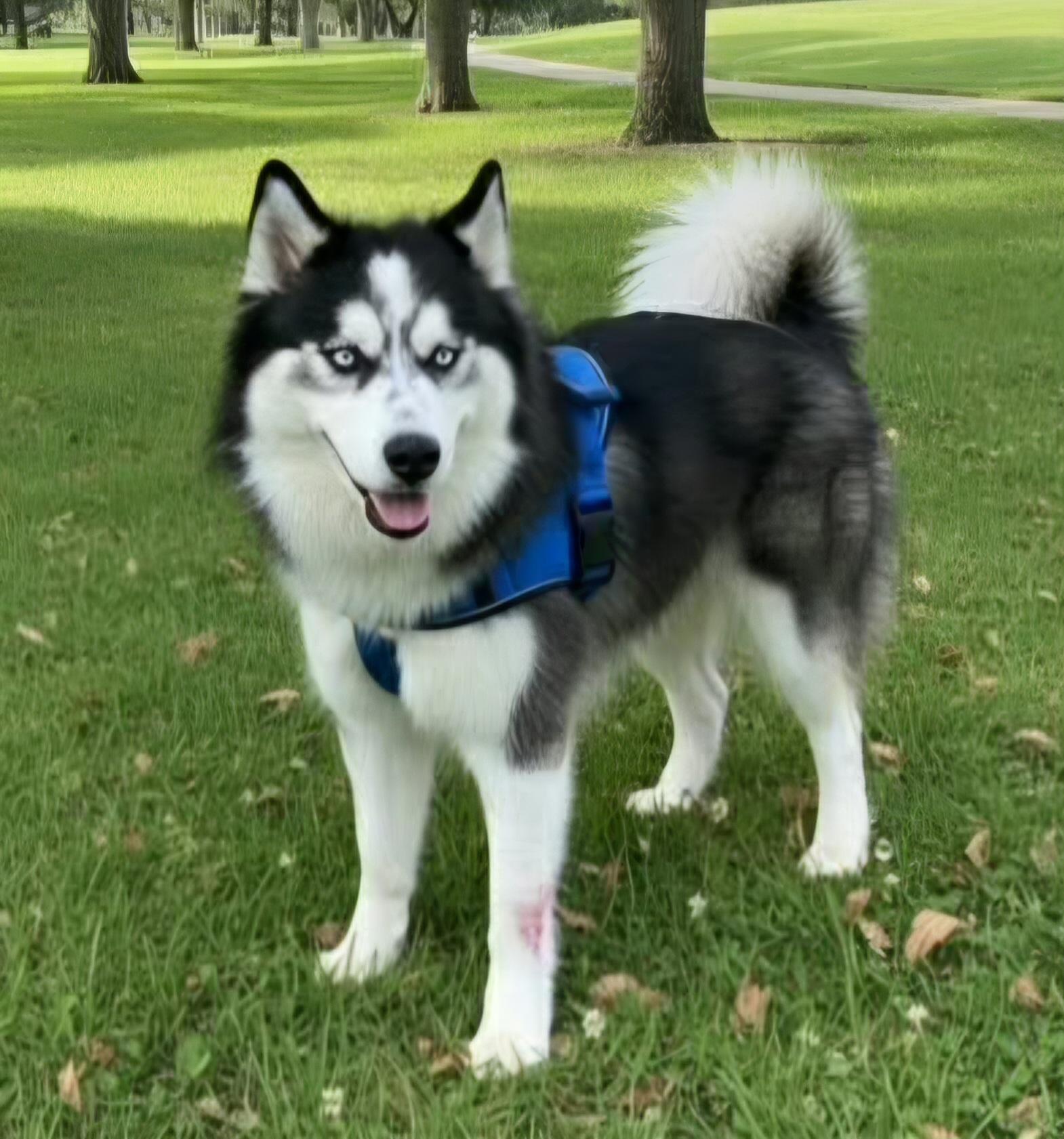 Echo, Adoptable, Adult Male Siberian Husky & Alaskan Malamute.