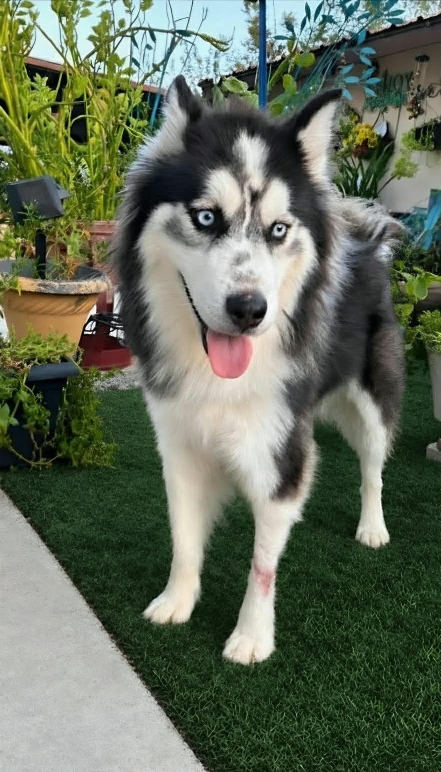 Enlarge Echo, a Adoptable mixed breed in Nashua, NH image 4/6