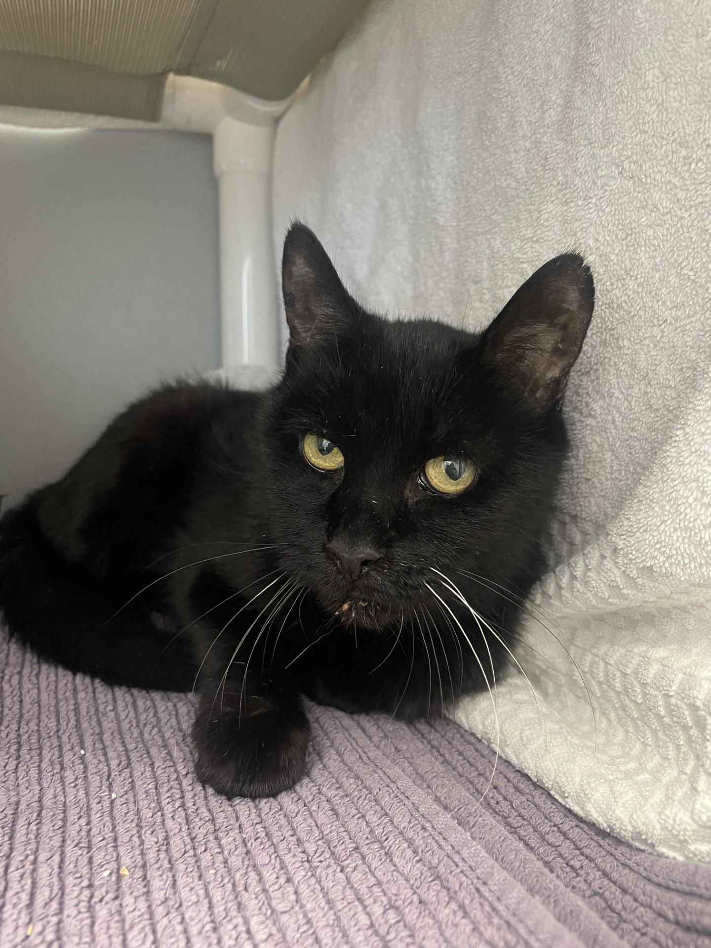 Ebby, Adoptable, Senior Female Domestic Short Hair.