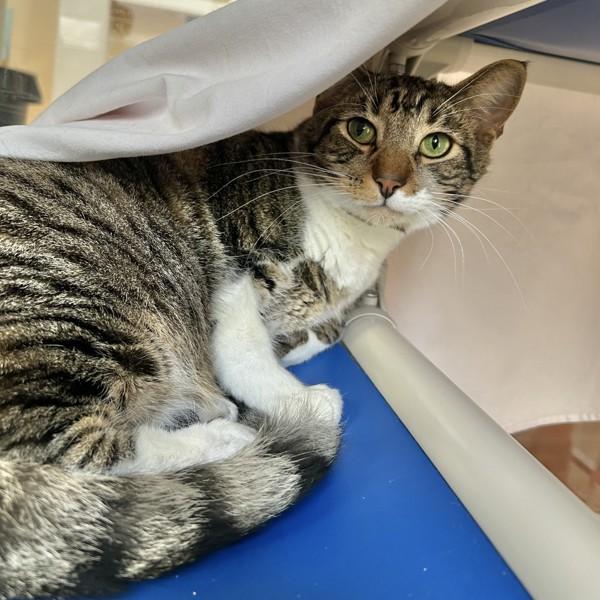 Floppa, Adoptable, Young Male Domestic Short Hair.