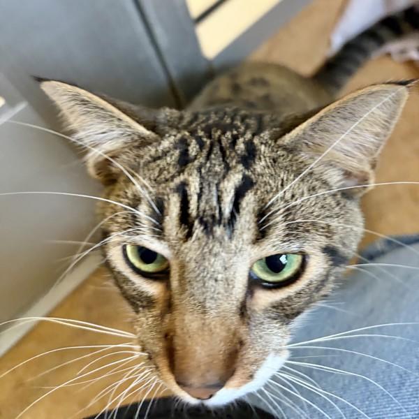 Enlarge Floppa, a Adoptable mixed breed in Dublin, CA image 2/6