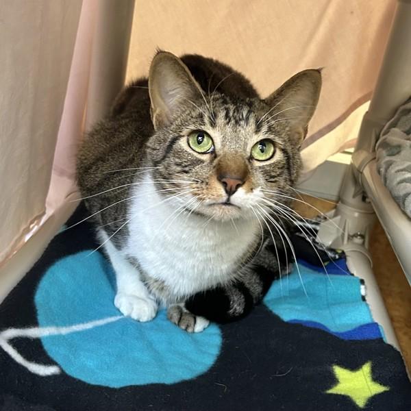 Enlarge Floppa, a Adoptable mixed breed in Dublin, CA image 3/6