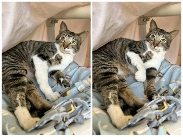 Enlarge Floppa, a Adoptable mixed breed in Dublin, CA image 4/6