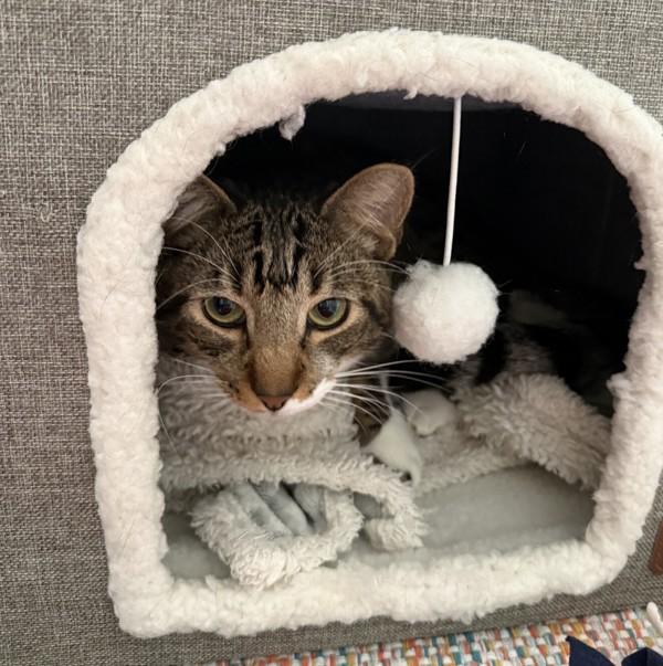 Enlarge Floppa, a Adoptable mixed breed in Dublin, CA image 5/6