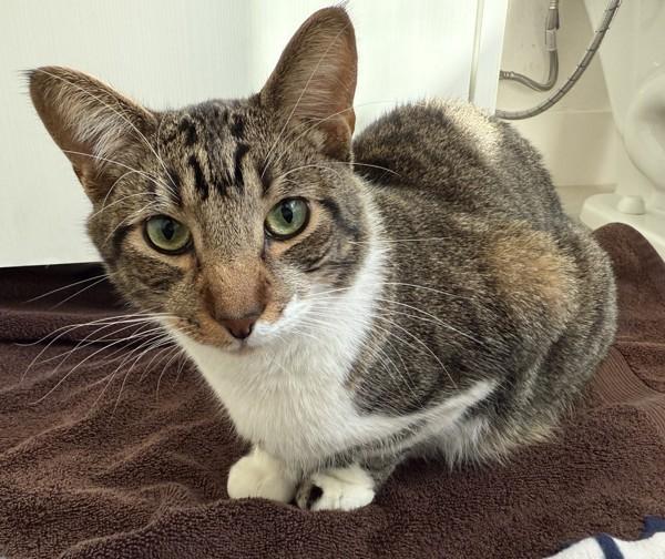 Enlarge Floppa, a Adoptable mixed breed in Dublin, CA image 6/6