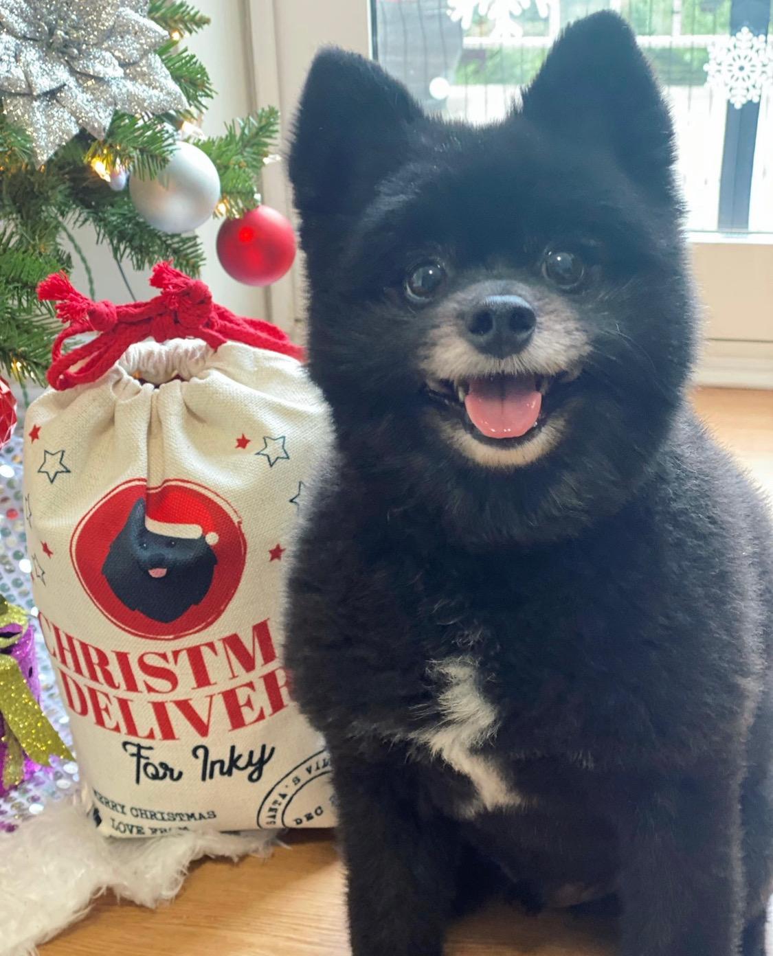Enlarge Inka, an adopted Pomeranian in Staten Island, NY image 1/2
