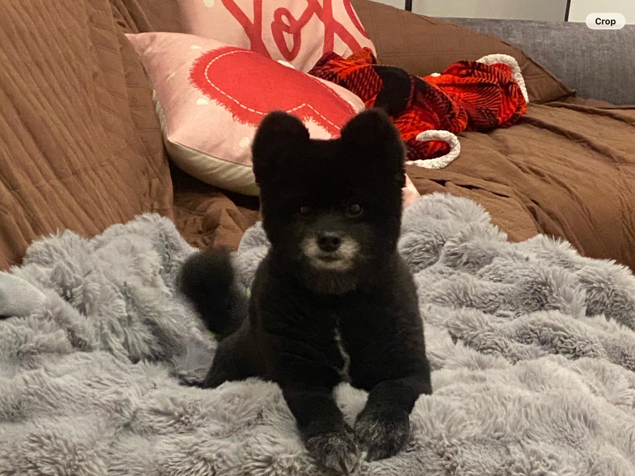 Enlarge Inka, an adopted Pomeranian in Staten Island, NY image 2/2