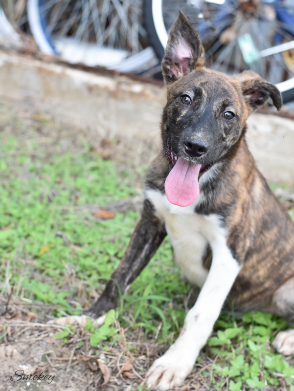 Dog for adoption Bree, a Mixed Breed in Barkhamsted, CT Petfinder