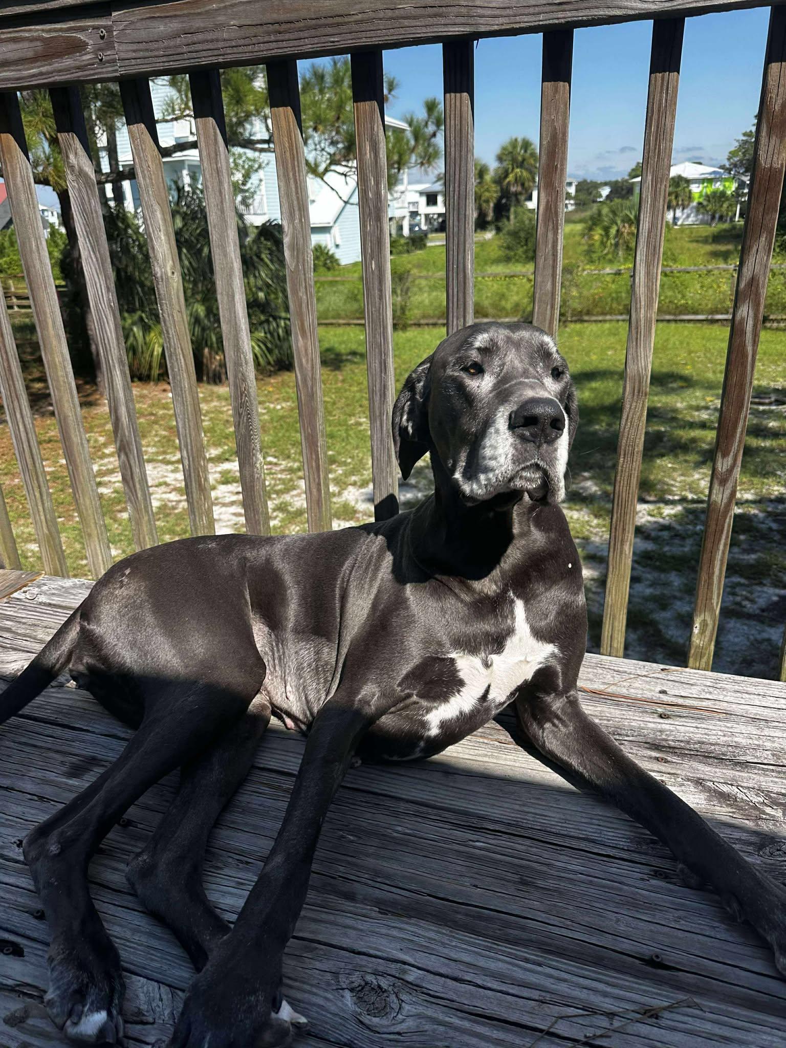 Bleu