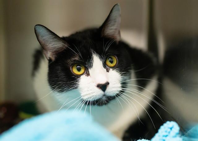 Enlarge JORF, a Adoptable Domestic Short Hair in Colorado Springs, CO image 1/1