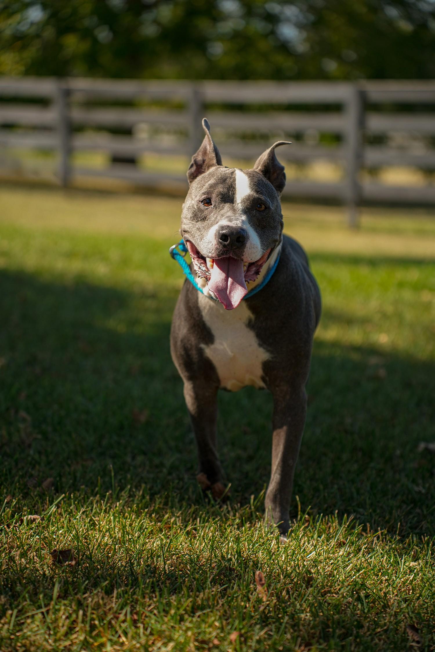 Cal, Adoptable, Adult Male Pit Bull Terrier.