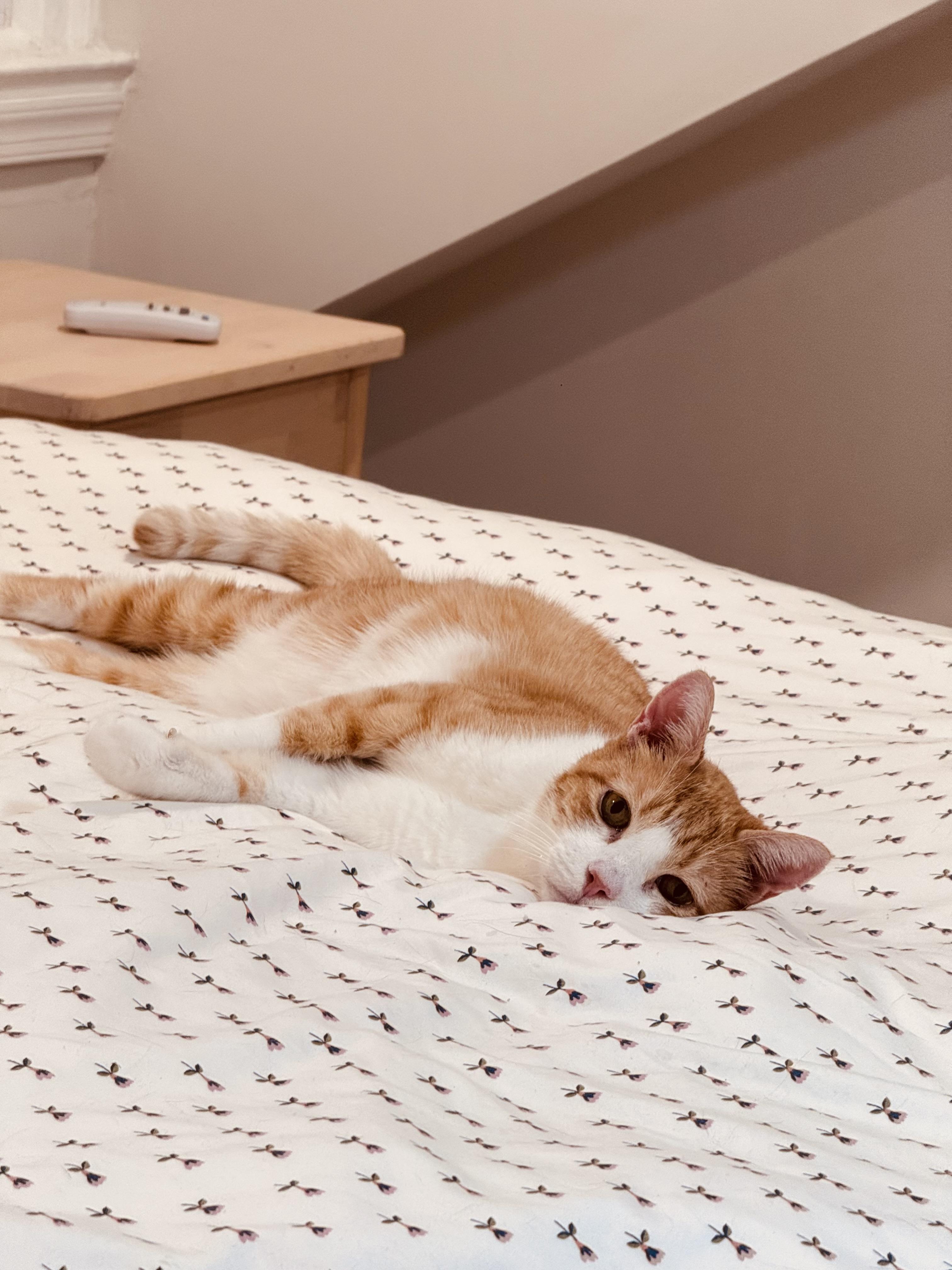 Enlarge Rachel, a Adoptable Domestic Short Hair in Philadelphia, PA image 4/4