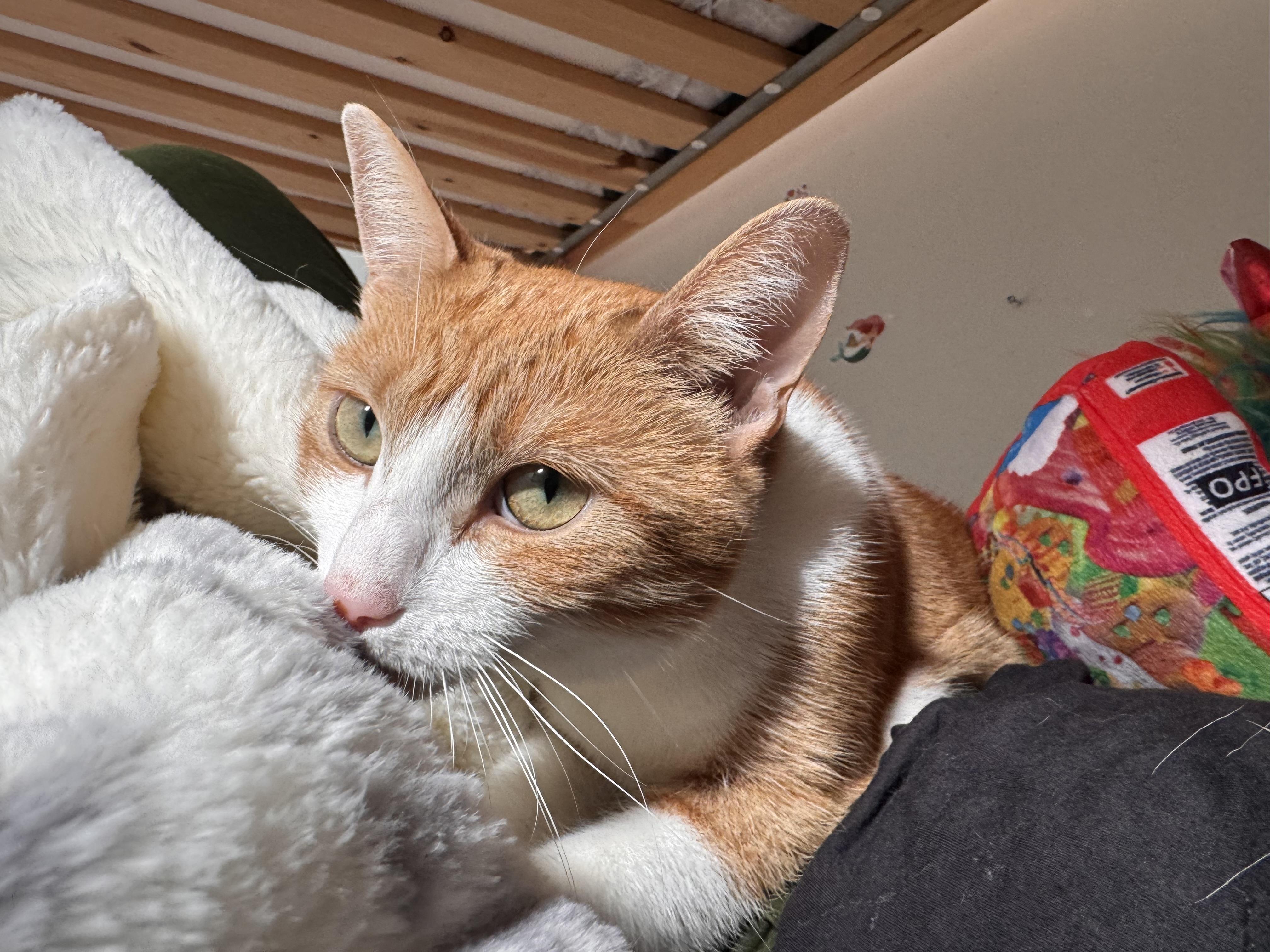 Enlarge Rachel, a Adoptable Domestic Short Hair in Philadelphia, PA image 1/4